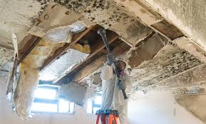 Best Mold Documentation for Insurance Claims  in Woodworth, OH